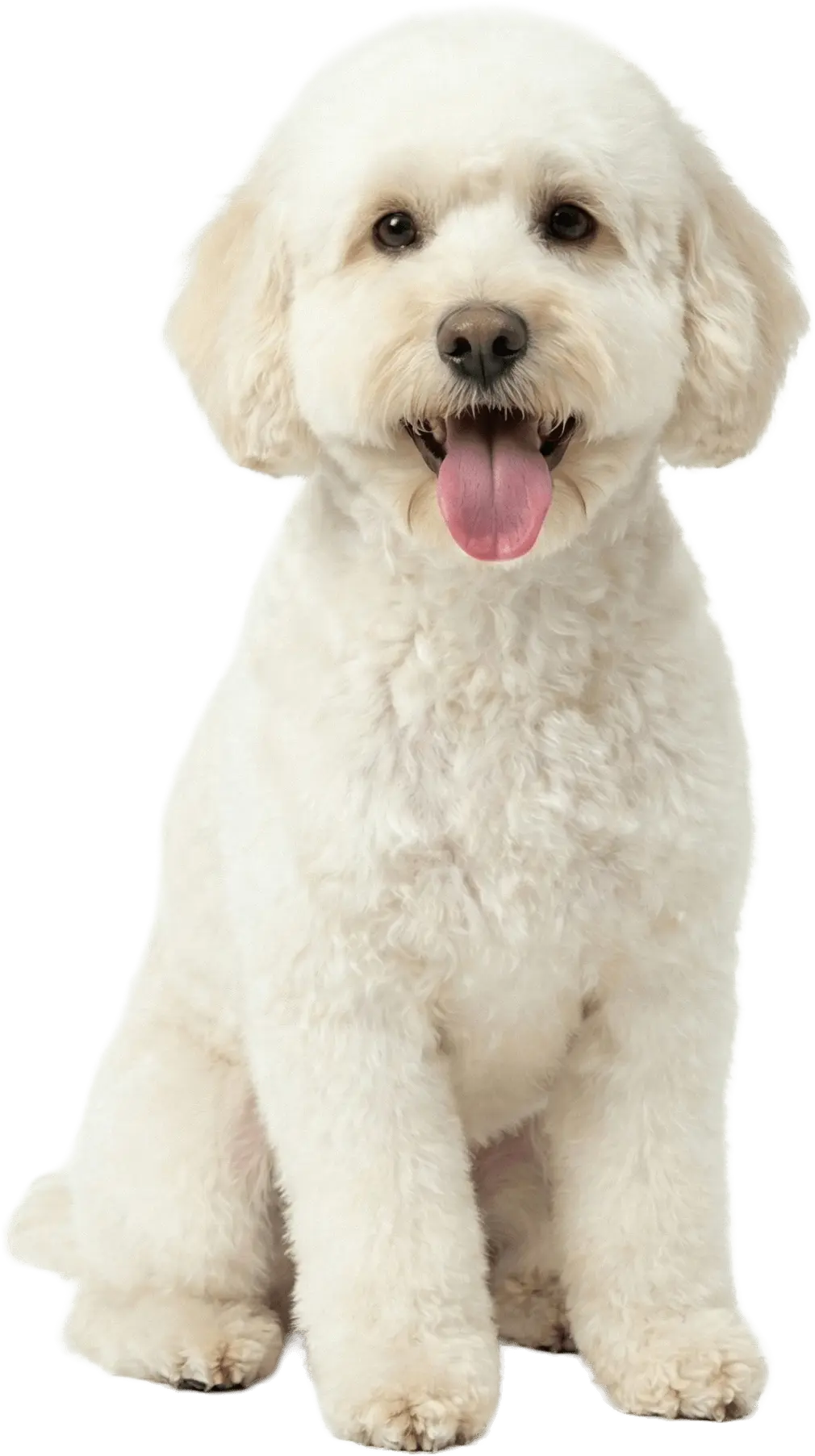 Spoodle dog at Bark and Bubbles dog grooming Gulf Harbour